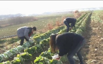 2010년 사랑나눔 김장김치 지원사업 실시 이미지